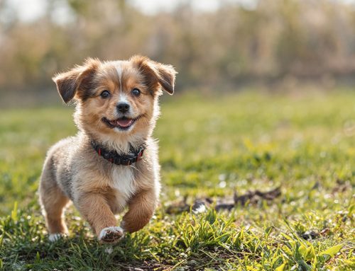 Happy Dog Resort in Redlands
